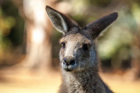 Port Arthur And Tassie Devils Active Day Tour From Hobart - Hotel WA 2
