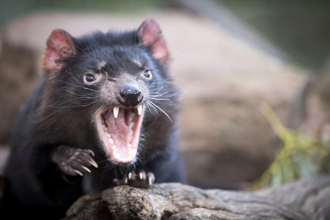 Port Arthur And Tassie Devils Active Day Tour From Hobart - Hotel WA 3