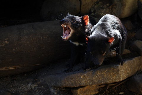 Port Arthur And Tassie Devils Active Day Tour From Hobart - Hotel WA 4