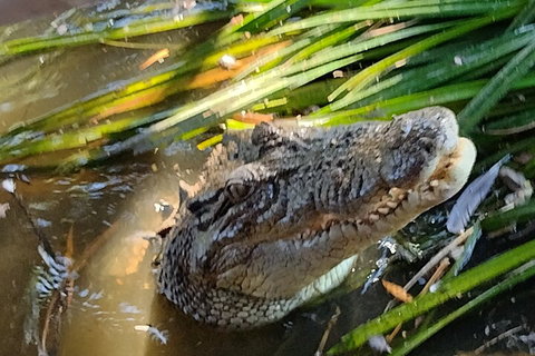 Litchfield Park Adventures And Jumping Crocodile Cruise + Butterfly Farm - Hotel WA 4