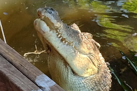 Litchfield Park Adventures And Jumping Crocodile Cruise + Butterfly Farm - Hotel WA 5