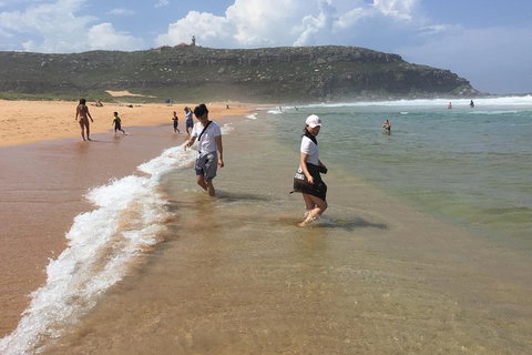 Small-Group Sydney's Northern Beaches And Ku-ring-gai National Park Bus Tour - Hotel WA 5