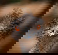 Currumbin Wildlife Sanctuary General Entry Ticket - Hotel WA