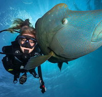 Great Barrier Reef Snorkeling and Diving Cruise from Cairns - Hotel WA