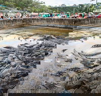 Hartley's Crocodile Adventures Day Trip from Palm Cove - Hotel WA