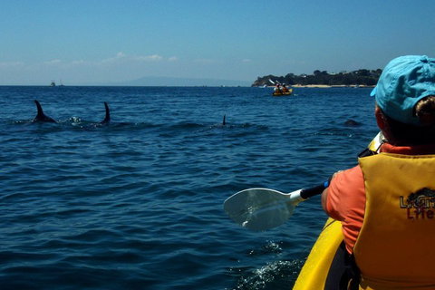 Mornington Peninsula Kayak Coastline Tour Of Dolphin Sanctuary - Hotel WA 0