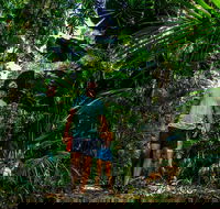 Full Day Daintree Rainforest and Mossman Gorge Tour - Hotel WA