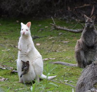 Full-Day Guided Bruny Island Tour from Hobart - Hotel WA