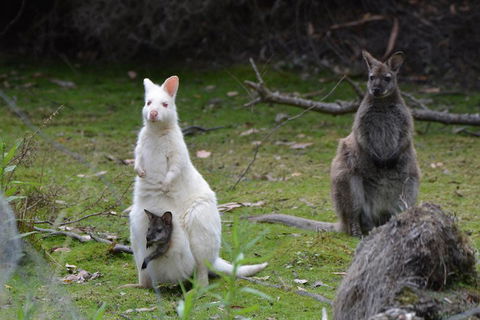 Full-Day Guided Bruny Island Tour From Hobart - Hotel WA 0