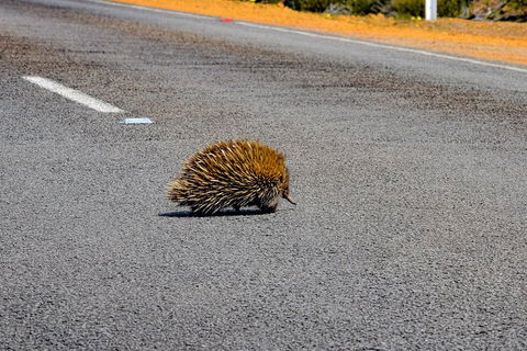 Kangaroo Island Luxury Small Group 'Flinders Chase Focus' Full Day Tour - Hotel WA 3