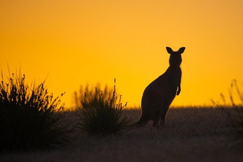 Kangaroo Island Luxury Small Group 'Flinders Chase Focus' Full Day Tour - Hotel WA 5