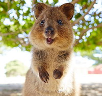 Discover Rottnest with Ferry  Bus Tour from Perth or Fremantle - Hotel WA