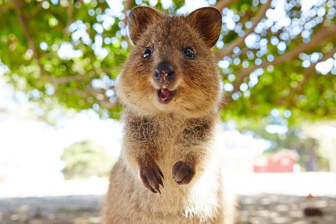 Discover Rottnest With Ferry & Bus Tour From Perth Or Fremantle - Hotel WA 0