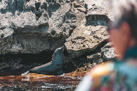 Adventure Rottnest Tour With Ferry & Adventure Cruise From Perth Or Fremantle - Hotel WA 1