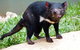 Kuranda Highlights Including Rainforestation Aboriginal Culture And Wildlife - thumb 3