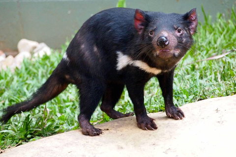Kuranda Highlights Including Rainforestation Aboriginal Culture And Wildlife - Hotel WA 3
