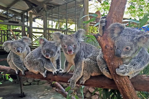 Best Of Kuranda Including Skyrail, Kuranda Scenic Railway And Rainforestation - Hotel WA 4