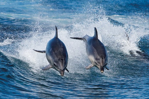 Full-Day Bruny Island Cruises Day Tour From Hobart - Hotel WA 5