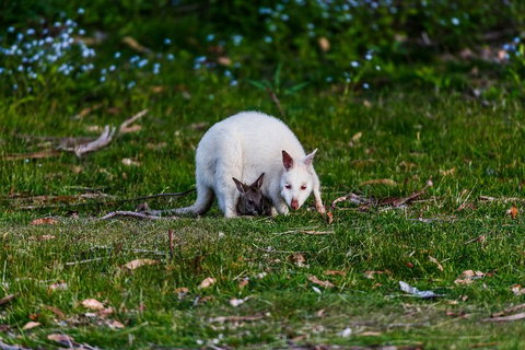 Bruny Island Traveller - Gourmet Tasting And Sightseeing Day Trip From Hobart - Hotel WA 3
