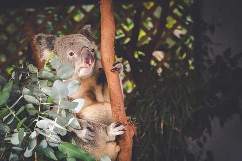 Small-Group Blue Mountains Day Trip From Sydney With Wildlife Park - Hotel WA 2