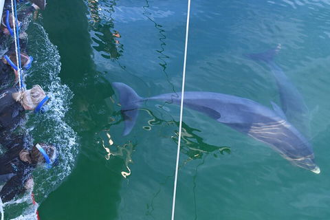 Dolphin Cruise From Adelaide With Optional Dolphin Swim - Hotel WA 0