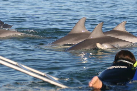 Dolphin Cruise From Adelaide With Optional Dolphin Swim - Hotel WA 2