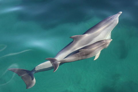 Dolphin Cruise From Adelaide With Optional Dolphin Swim - Hotel WA 4