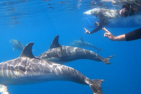 Dolphin Cruise From Adelaide With Optional Dolphin Swim - Hotel WA 5