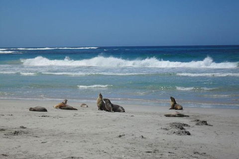 Kangaroo Island In A Day Tour From Adelaide - Hotel WA 1