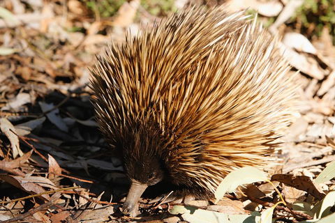 Kangaroo Island In A Day Tour From Adelaide - Hotel WA 2