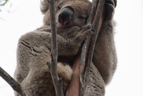 2-Day Kangaroo Island 4WD Small-Group Tour From Adelaide - Hotel WA 0