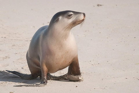 2-Day Kangaroo Island 4WD Small-Group Tour From Adelaide - Hotel WA 4