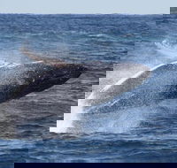 Whale Watching by Sea World Cruises - Hotel WA