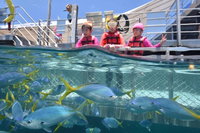 Outer Reef Pontoon Experience from Cairns