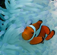 Seastar Luxury Outer Great Barrier Reef Island and Reef Tour from Cairns - Hotel WA
