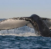 Sydney Whale-Watching Cruise Including Lunch or Breakfast - Hotel WA