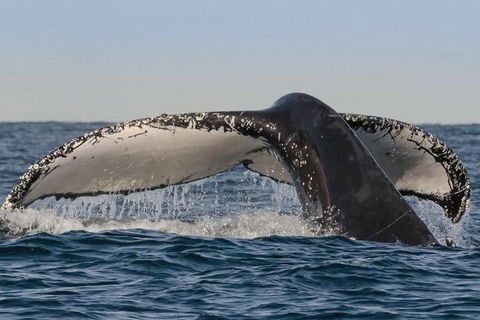 Sydney Whale-Watching Cruise Including Lunch Or Breakfast - Hotel WA 0