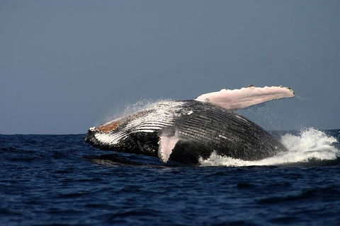 Sydney Whale-Watching Cruise Including Lunch Or Breakfast - Hotel WA 1