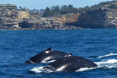 Sydney Whale-Watching Cruise Including Lunch Or Breakfast - Hotel WA 2