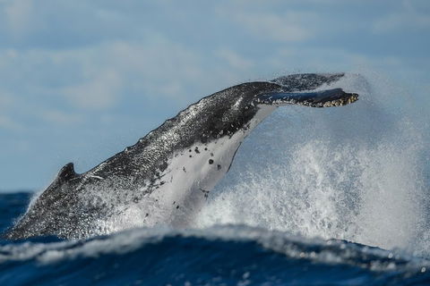 Sydney Whale-Watching Cruise Including Lunch Or Breakfast - Hotel WA 4