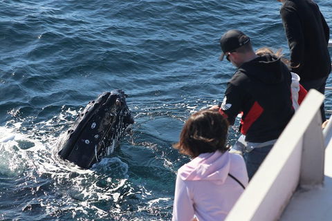 Sydney Whale-Watching Cruise Including Lunch Or Breakfast - Hotel WA 5