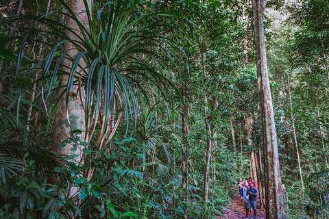 Atherton Tablelands Rain Forest By Night From Cairns - Hotel WA 0