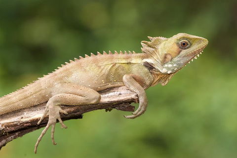 Atherton Tablelands Rain Forest By Night From Cairns - Hotel WA 1