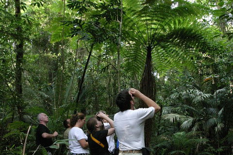 Atherton Tablelands Rain Forest By Night From Cairns - Hotel WA 3