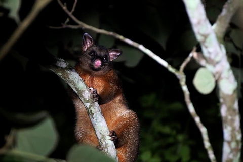 Atherton Tablelands Rain Forest By Night From Cairns - Hotel WA 4