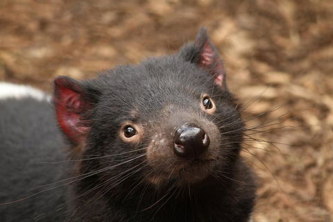 Day Tour In Mt. Field, Mt. Wellington, Bonorong Wildlife Sanctuary And Richmond - Hotel WA 4