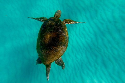 2-Day Moreton Island Tour From Brisbane Or Gold Coast With Optional Nighttime Kayaking - Hotel WA 5