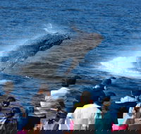 Tangalooma Island Resort Whale Watching Day Cruise - Hotel WA