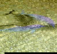 Tangalooma Island Resort Whale Watching Day Cruise with Dolphin Viewing - Hotel WA