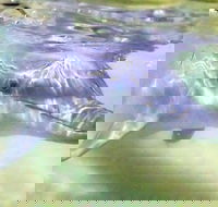 Tangalooma Island Resort Whale Watching Day Cruise with Dolphin Feeding - Hotel WA